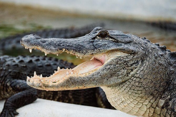 Everglades VIP Airboat Tour with Transportation Included - Who Should Book This Tour (and Who Might Skip It)