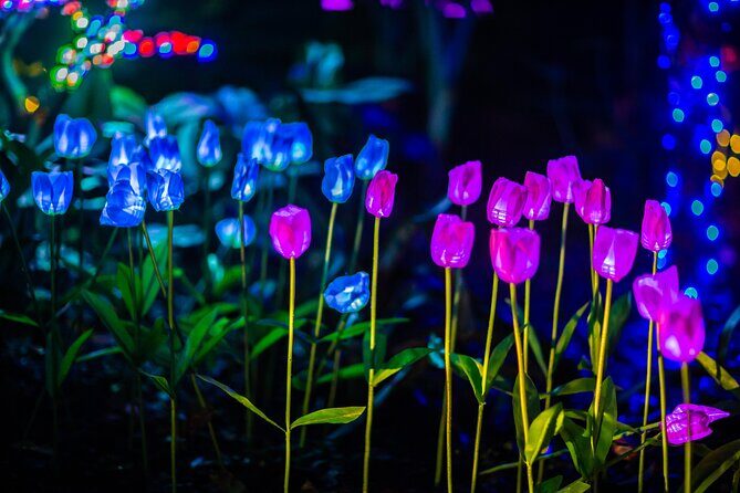 Flamingo Gardens' Garden of Lights - The night walk: Arboretum and Wray Lawn in holiday mode