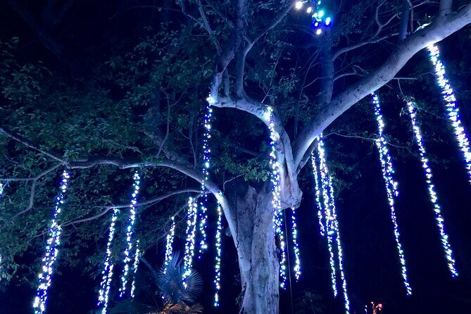 Flamingo Gardens' Garden of Lights - Santa, snowfall, and live music: the festive extras