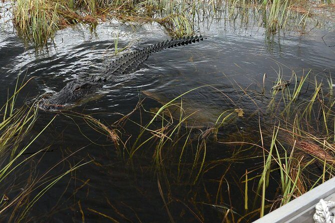 Florida Everglades Night Airboat Tour near Fort Lauderdale - Why this night airboat tour works from Fort Lauderdale
