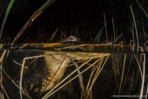 Florida Everglades Night Airboat Tour near Fort Lauderdale - Sawgrass Recreation Park: your daytime bonus before the ride