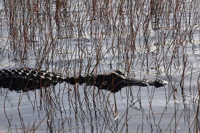 Florida Everglades Night Airboat Tour near Fort Lauderdale - Value check: is $48.15 a good deal?