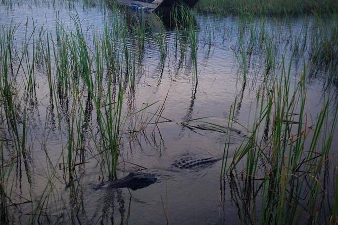 Florida Everglades Private Night Airboat Ride Tour - Wildlife spotting at night: how to set expectations