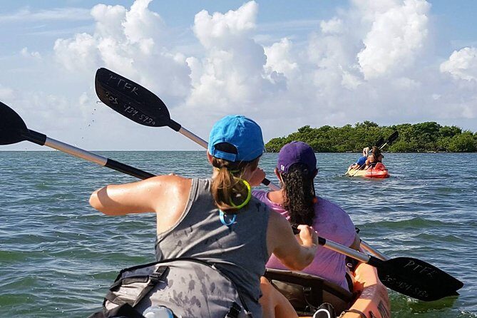 Florida Keys Eco Tour: Snorkel, Kayak, Lunch + Transportation! - What you’ll likely see: sharks, manatees, turtles, and that reef fish parade
