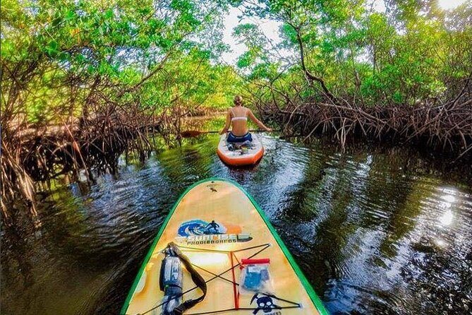 Fort Lauderdale Bonnet House Ground and Guided Paddle Board Kayak - Mangrove Kayaking by Bonnet House: What This Experience Really Is