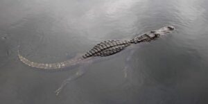 Fort Lauderdale: Everglades Express Tour with Airboat Ride - The Everglades wetlands experience on a real airboat