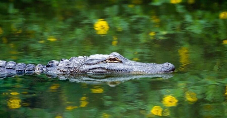 Fort Lauderdale: Everglades Express Tour with Airboat Ride - Reptile sanctuary time: more than a stop, it’s the payoff