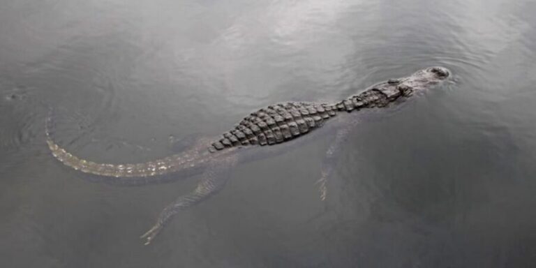 Fort Lauderdale: Everglades Express Tour with Airboat Ride - The Everglades wetlands experience on a real airboat