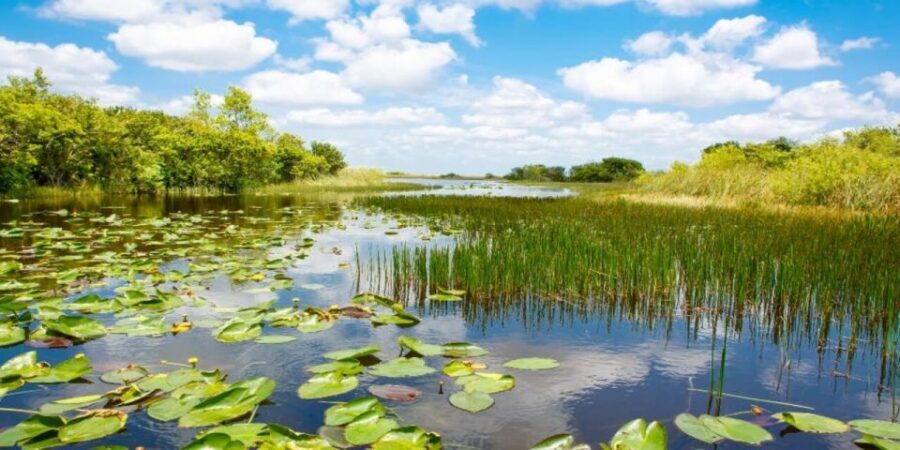 Fort Lauderdale: Everglades Express Tour with Airboat Ride - Final thoughts: should you book?