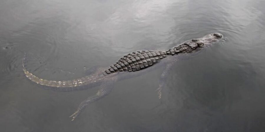 Fort Lauderdale: Everglades Express Tour with Airboat Ride - The Everglades wetlands experience on a real airboat