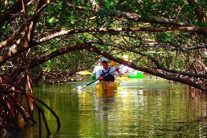 Fort Lauderdale’s Tropical Kayak Tour and Island Adventure - Wilton Manors canals: where the scenery feels more local
