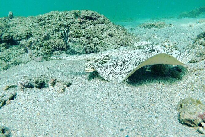 Guided Reef Snorkeling Tour in Pompano Beach - Your 1.5-Hour Reef Plan Starts at 1333 S Ocean Blvd