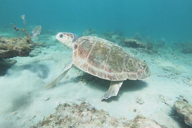 Guided Reef Snorkeling Tour in Pompano Beach - Safety and Comfort: Staying Close, Handling Currents, and Gear That Fits