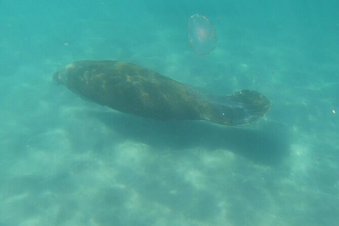 Guided Reef Snorkeling Tour in Pompano Beach - The Price Reality: Is $65 Worth It?