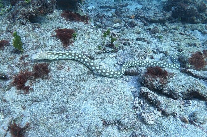 Guided Reef Snorkeling Tour in Pompano Beach - Who Should Book This Reef Snorkeling Tour?