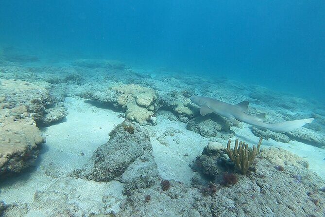 Guided Reef Snorkeling Tour in Pompano Beach - Should You Book Adrenalised’s Guided Reef Snorkeling in Pompano Beach?