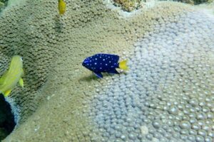Guided Snorkel Experience in Fort Lauderdale - Reef Wildlife You Can Actually Expect on This Fort Lauderdale Stretch
