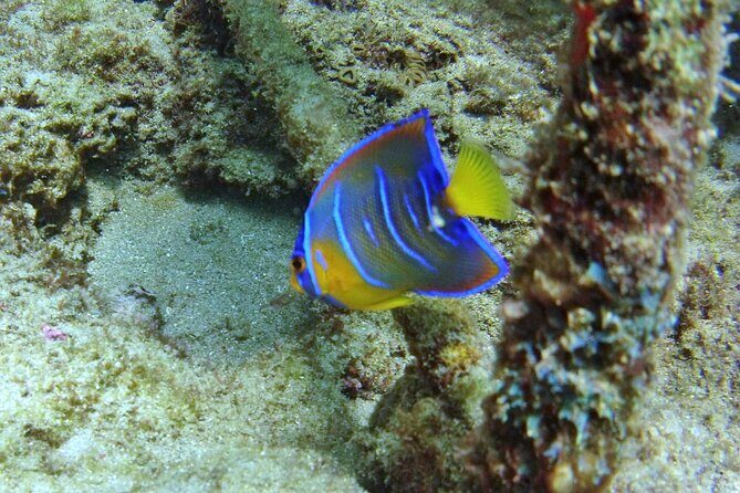 Guided Snorkel Experience in Fort Lauderdale - Optional Photo Package: When It’s Worth Paying for the Extras