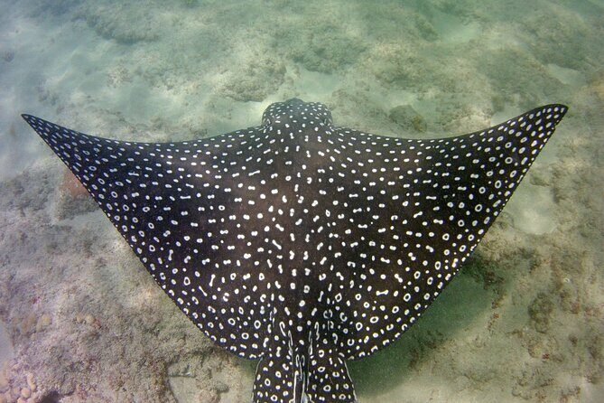 Guided Snorkel Experience in Fort Lauderdale - Price Value: Is $55 Worth It in Fort Lauderdale?