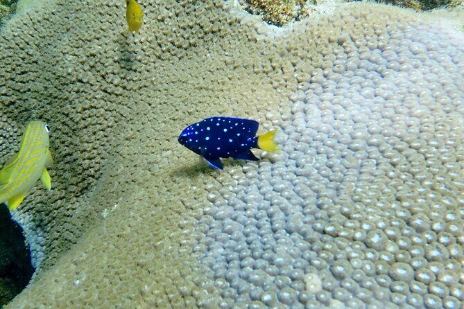 Guided Snorkel Experience in Fort Lauderdale - Reef Wildlife You Can Actually Expect on This Fort Lauderdale Stretch