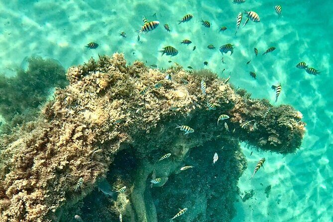 Hollywood Snorkel, Kayak & Paddleboard with Reefs and Sculptures - Key highlights for Hollywood Beach reef lovers