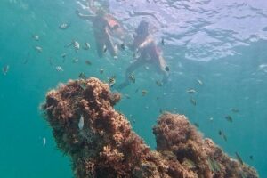 Hollywood Snorkel, Kayak & Paddleboard with Reefs and Sculptures - A 2.5-hour flow that keeps things moving (without rushing you)