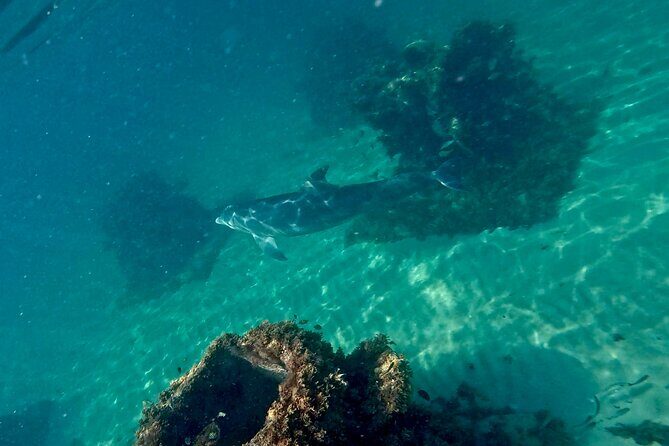 Hollywood Snorkel, Kayak & Paddleboard with Reefs and Sculptures - Choosing kayak or paddleboard before you snorkel