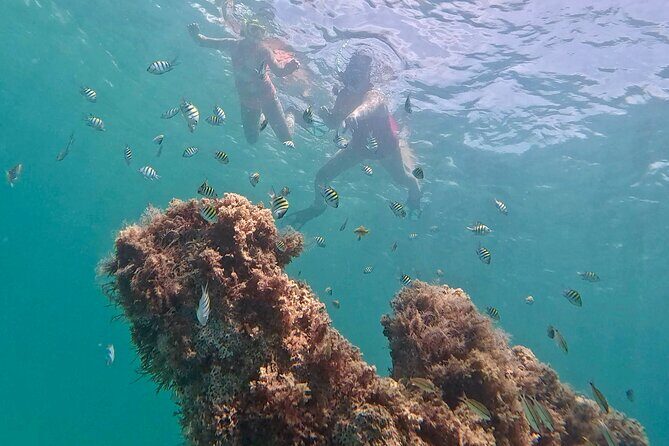 Hollywood Snorkel, Kayak & Paddleboard with Reefs and Sculptures - A 2.5-hour flow that keeps things moving (without rushing you)