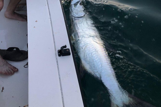 Inshore Sport Fishing with Local Guide - Where you’ll fish: mangrove creeks, canals, rivers, bridges, and flats