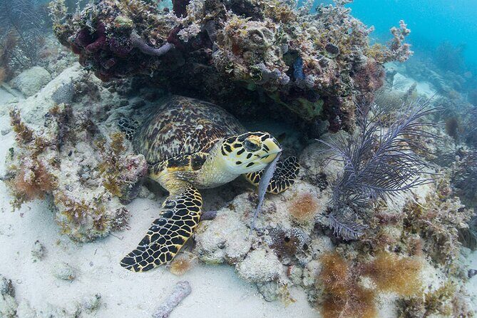 Key West Sail and Snorkel Day Trip from Fort Lauderdale - Getting back to Fort Lauderdale: the part that can make or break the day