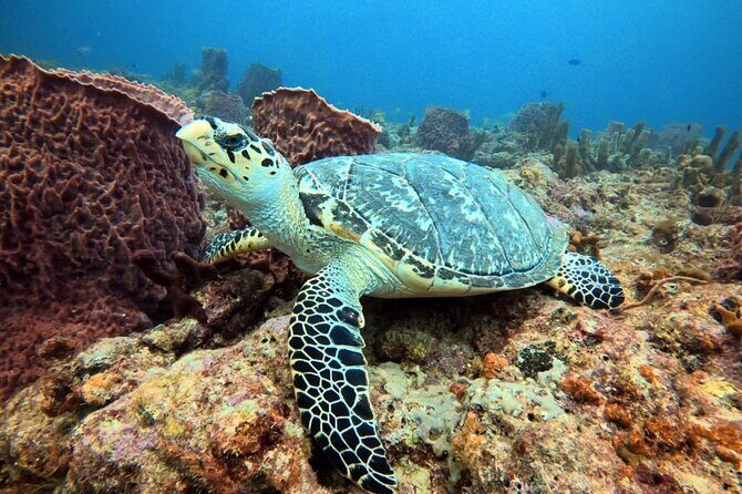 Lauderdale By The Sea Replicated Shipwreck & Reef Snorkel Trails - Quick take: what matters most