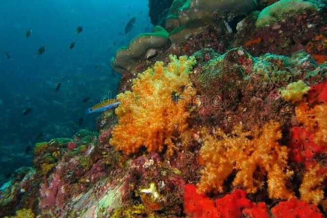 Lauderdale By The Sea Replicated Shipwreck & Reef Snorkel Trails - The replicated shipwreck trail (Jean Cousteau) and why it’s more than a photo spot