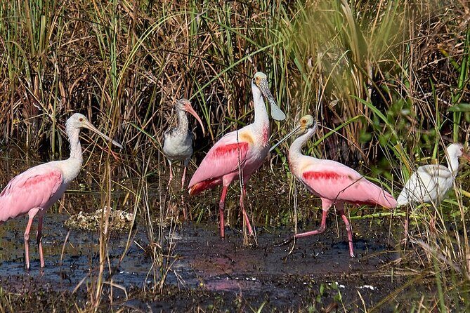 Little Havana Walking Tour + 1 Hour Everglades Airboat Ride - Miccosukee airboat: River of Grass gators, birds, and tree island stops