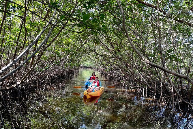 Mangrove Tunnel Kayak Eco Tour - Quick hits before you go