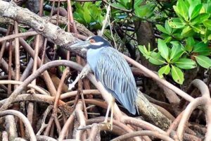 Mangrove Tunnel Kayak Eco Tour - Safety Briefing and Practice Paddling for First-Timers
