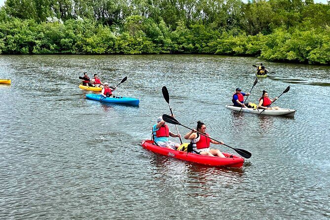 Mangrove Tunnel Kayak Eco Tour - Wildlife Highlights: Birds, Fish, Mangrove Crabs, and Tree Types