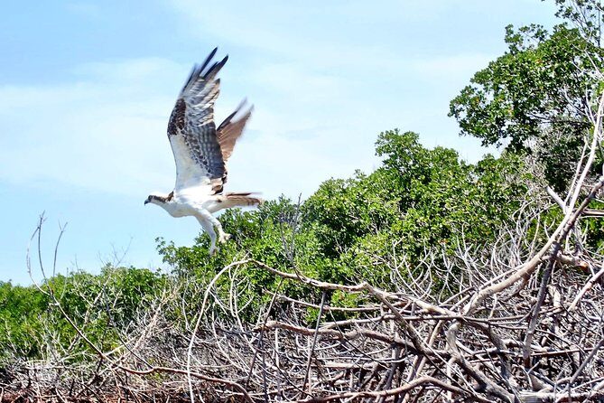 Mangrove Tunnel Kayak Eco Tour - Gear, Waterproof Storage, and the Digital Photo Bonus