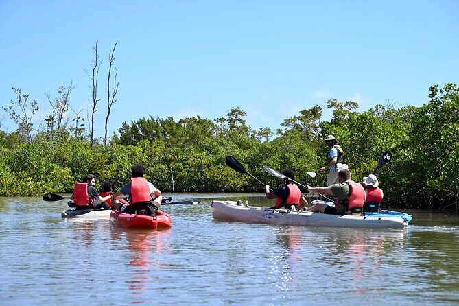 Mangrove Tunnel Kayak Eco Tour - Should You Book This Mangrove Kayak Eco Tour?