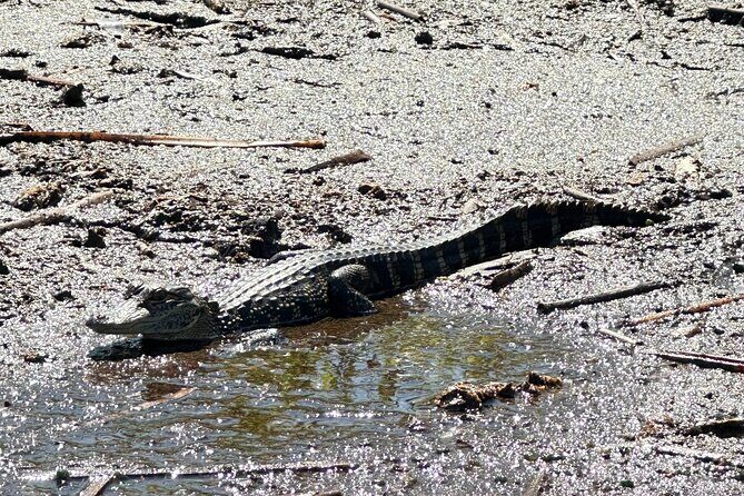 Private 90 Minutes Everglades Airboat Adventure - Price and Value: Is $217.50 Per Person Worth It?