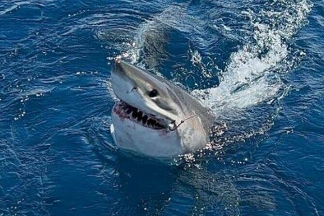 Private Half Day Deep Sea Sportfishing Charter in Fort Lauderdale - Captain Will and Zack: The Difference Is the Coaching