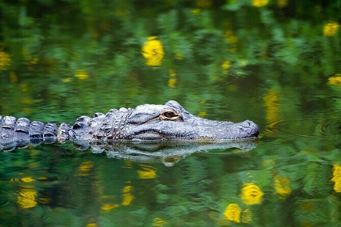 Private Tour: Florida Everglades Airboat Ride and Wildlife Adventure - Key Points You Should Know Before You Go