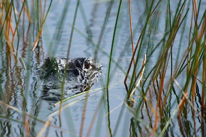 Private Tour: Florida Everglades Airboat Ride and Wildlife Adventure - Sawgrass Recreation Park: Your Easy Entry to the Everglades