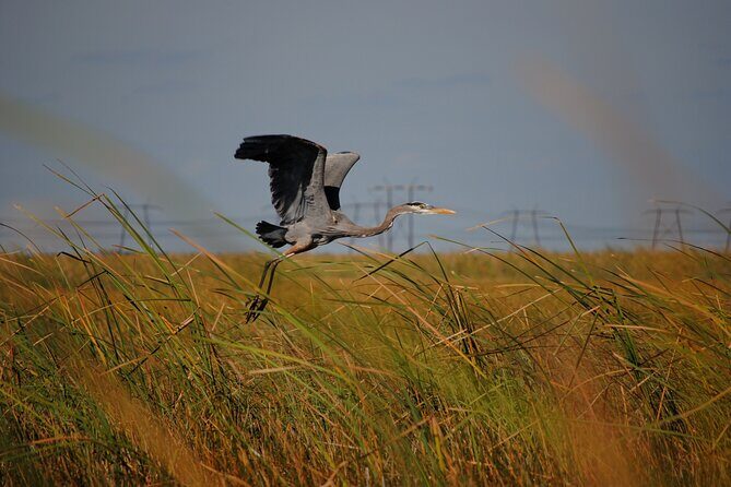 Private Tour: Florida Everglades Airboat Ride and Wildlife Adventure - Price and Value: Why Private Costs More, but Can Still Make Sense