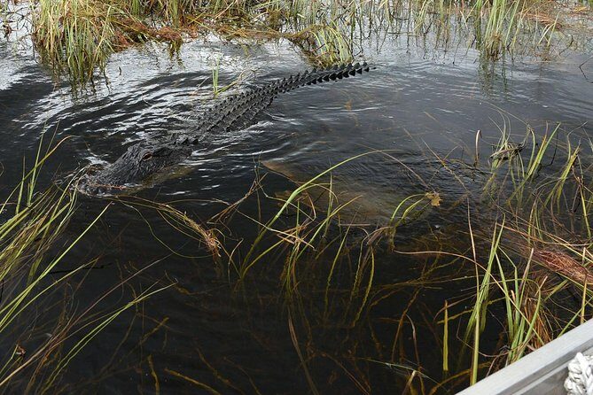 Private Tour: Florida Everglades Airboat Ride and Wildlife Adventure - Should You Book This Private Everglades Airboat Tour?