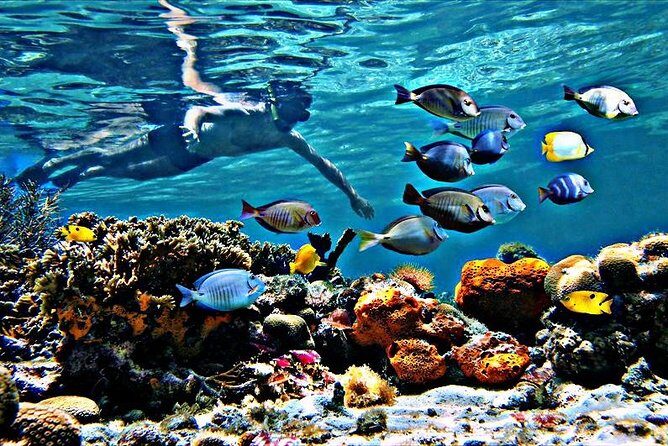 Reef Snorkel & Ocean Paddle Adventure in Fort Lauderdale Beach - Photos from your guide: the most underrated part