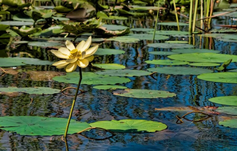Sawgrass Park: Private 1-Hour Airboat Adventure Tour - Day vs Night Airboat Tours: Choose Your Wildlife Mood