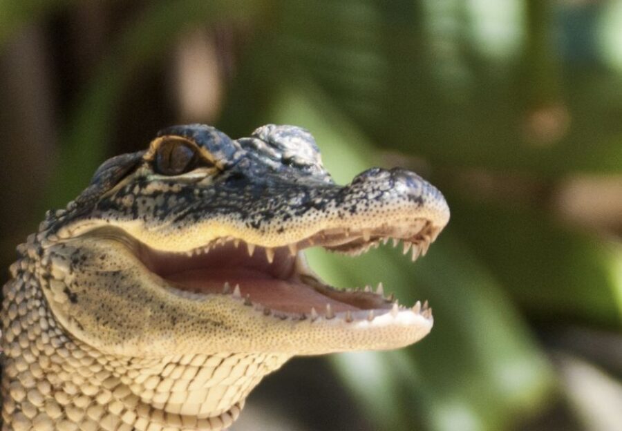 Sawgrass Park: Private 1-Hour Airboat Adventure Tour - The Included Alligator and Reptile Exhibit (Why It’s More Than a Bonus Stop)
