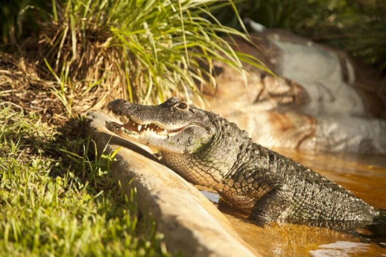 Sawgrass Park: Private 1-Hour Airboat Adventure Tour - Meeting Point Near Weston: How to Show Up Ready