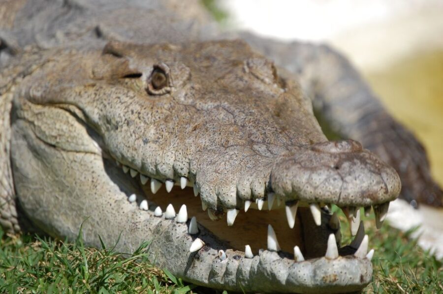 Sawgrass Park: Private 1-Hour Airboat Adventure Tour - Captains and Stories: The Difference You Feel on the Water
