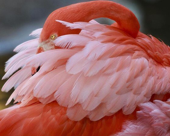 Skip the Line: Flamingo Gardens Admission Ticket in Fort Lauderdale - Key Highlights Worth Your Time